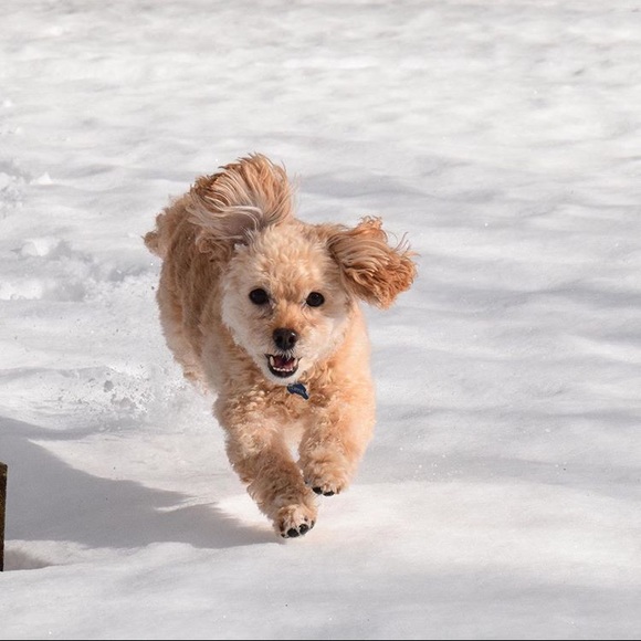 Meet your Posher, Mackenzie - Picture 1 of 1